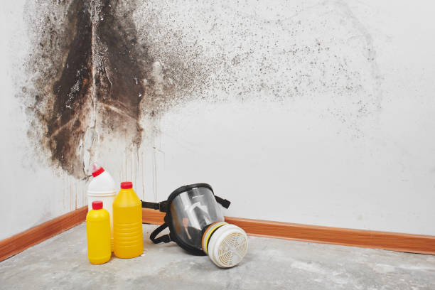 Professional Mold Removal in Peru, IL