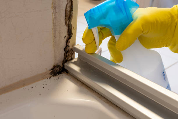 Best Commercial Mold Removal  in Peru, IL