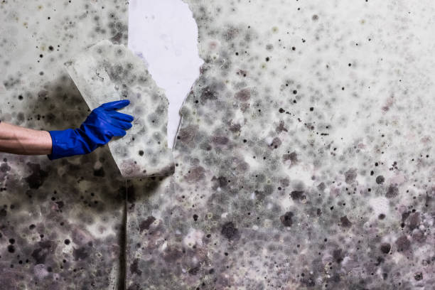 Best Mold Damage Repair  in Peru, IL